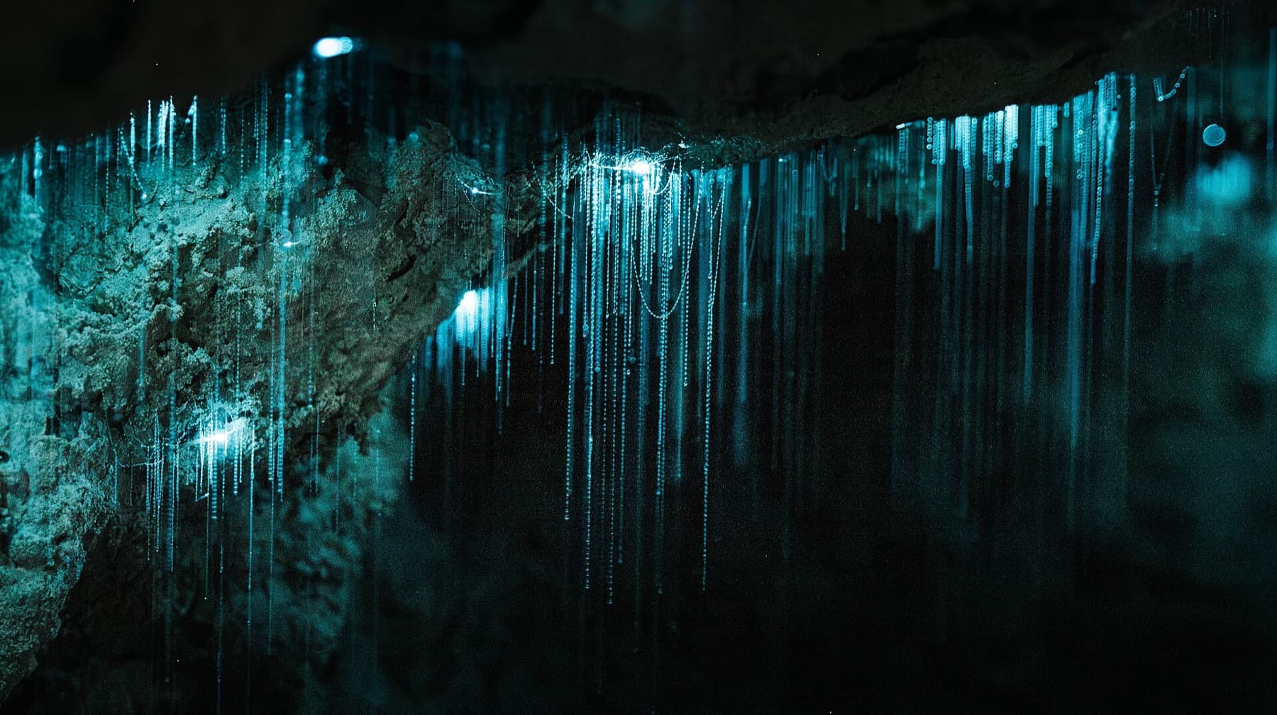 Milky Way Glowworm Cave
