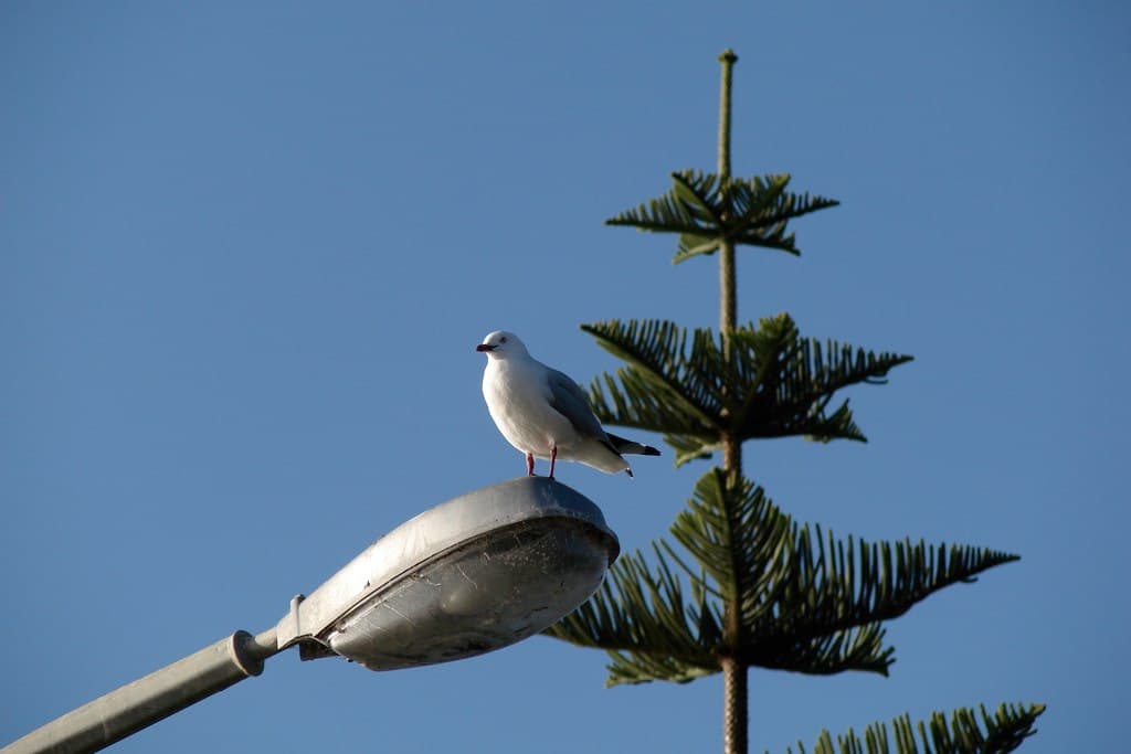 Mangawhai Heads
