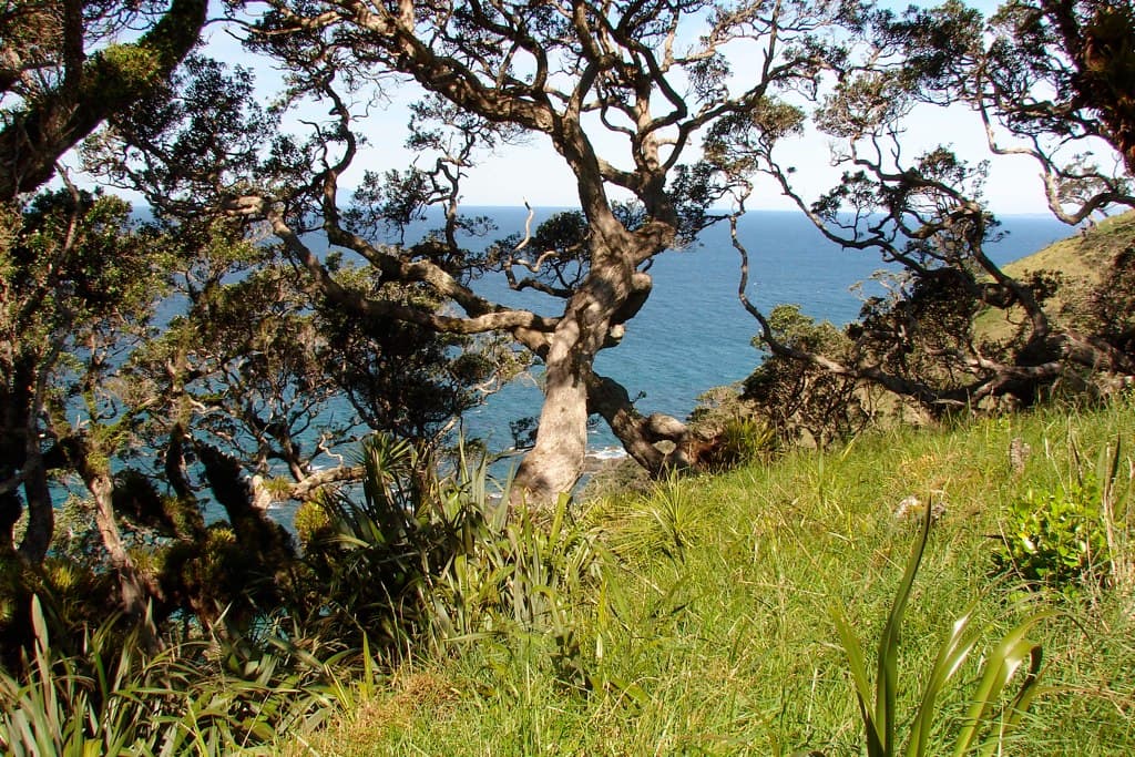 Mangawhai Heads
