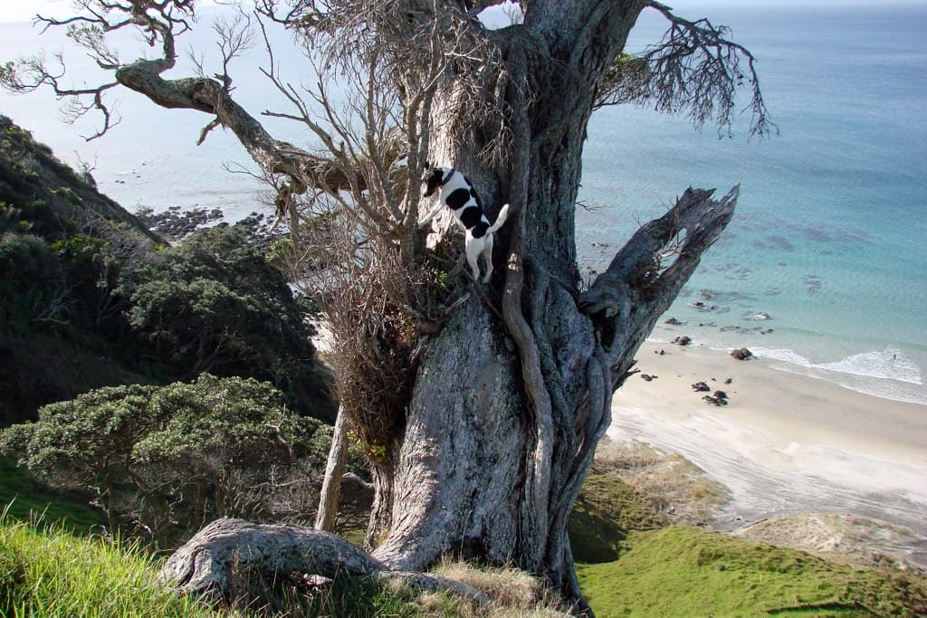 Mangawhai Heads