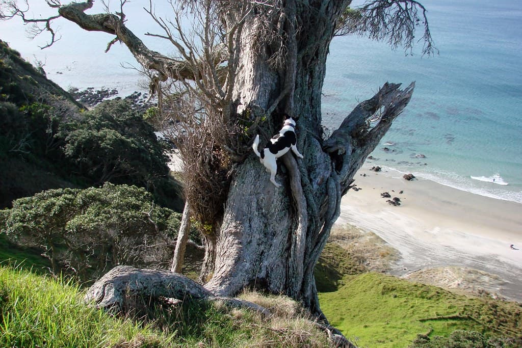 Mangawhai Heads