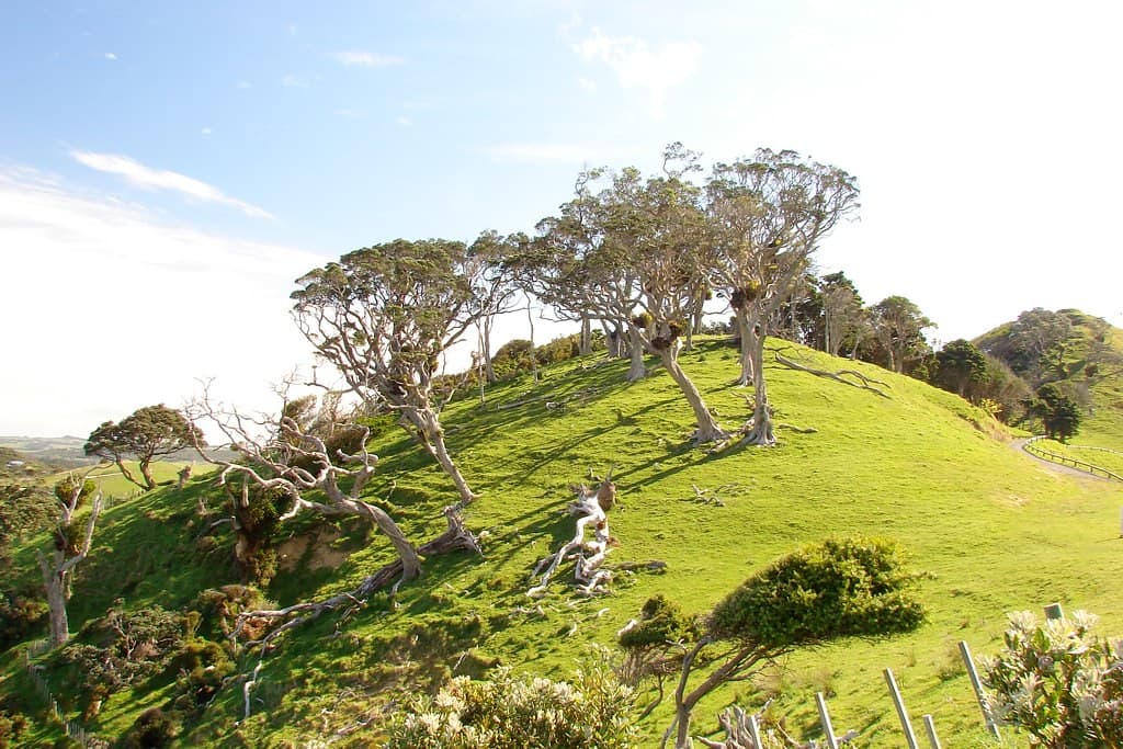 Mangawhai Heads