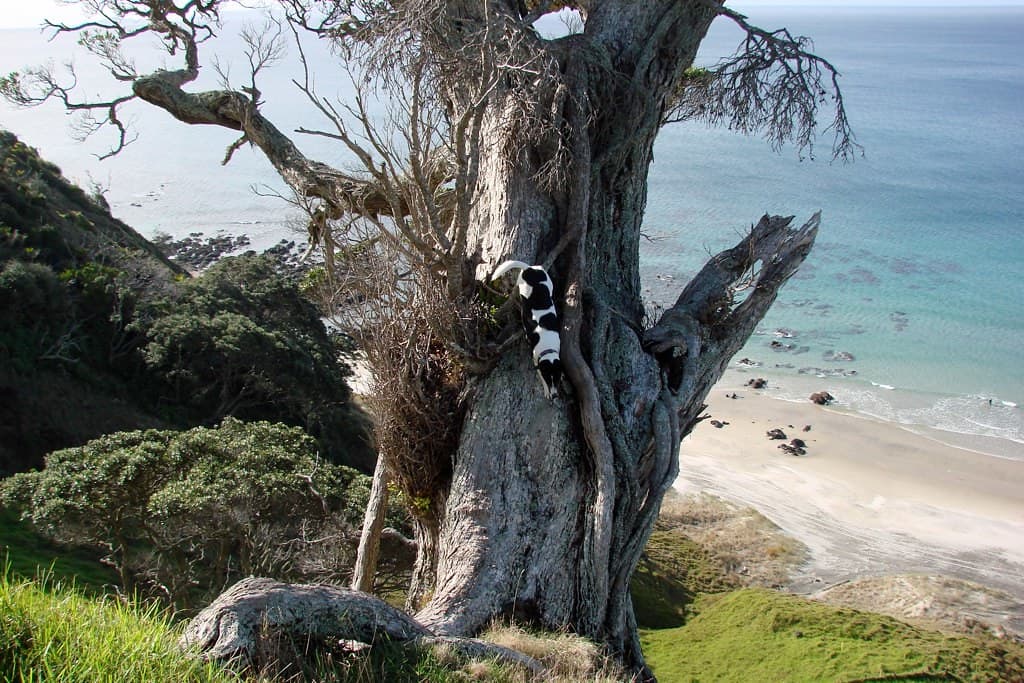 Mangawhai Heads