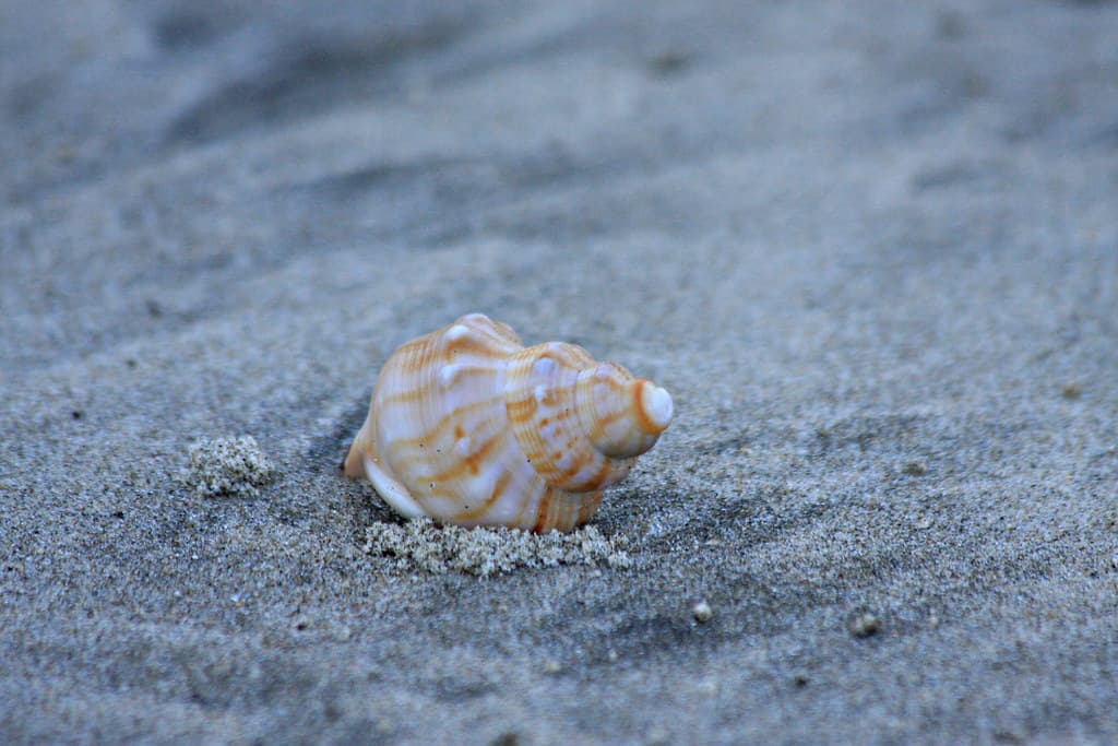 Mangawhai-Heads-shell