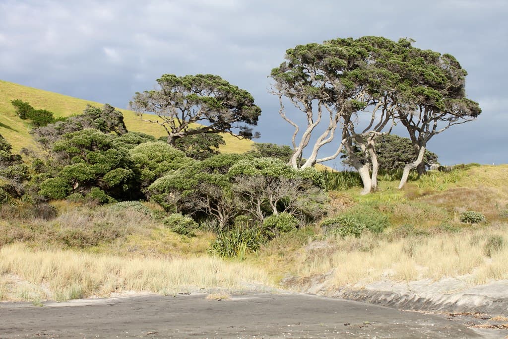 New Zealand: Mangawhai Heads Beach