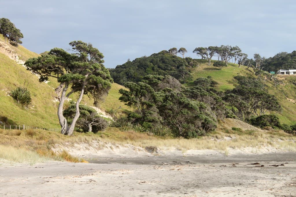 New Zealand: Mangawhai Heads Beach