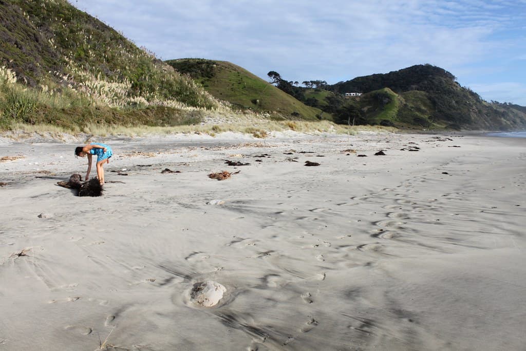 New Zealand: Mangawhai Heads Beach
