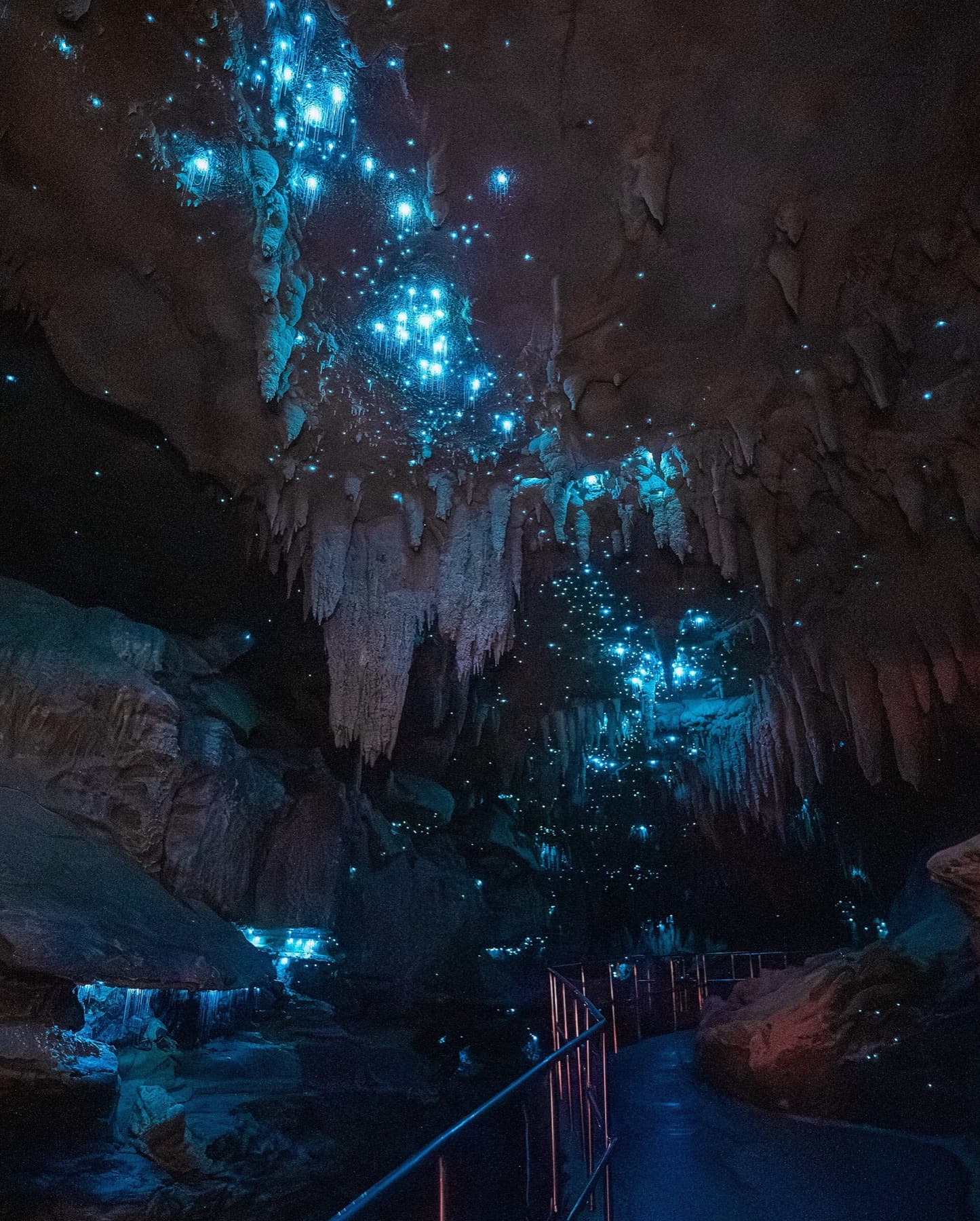 Glow-worms on the ceiling of Waipu Caves
