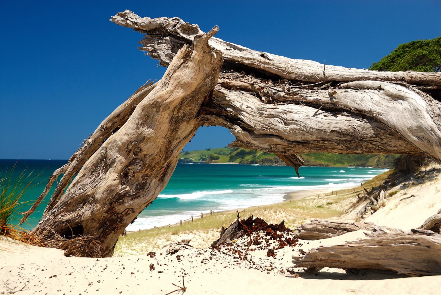 Driftwood on the white sand at Pakiri Beach
