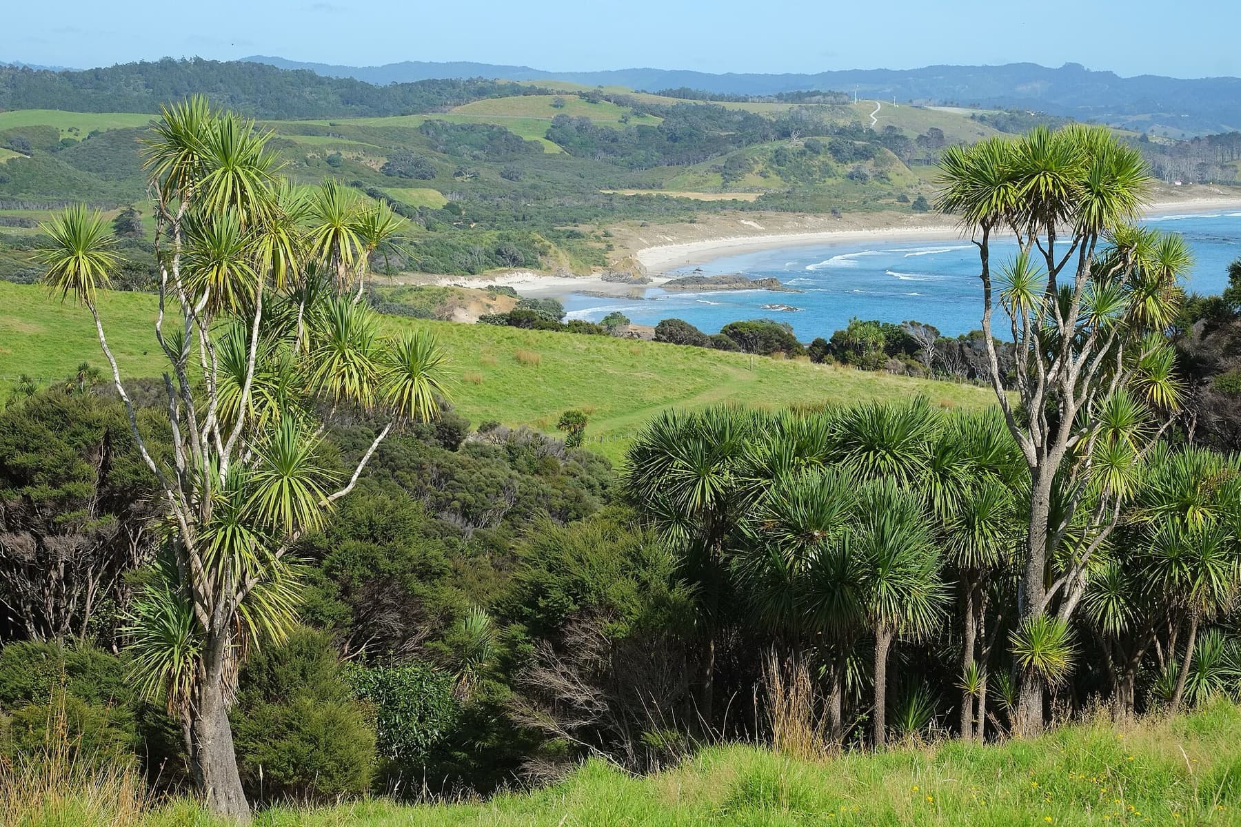 Cabbage trees in front of Anchor Bay at Tāwharanui